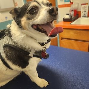 Some good once loved stuff will be added. The furbaby stated time to sell!!!